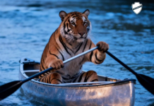 Vila Nova provoca após Goiás perder acesso: “Continue a REMAR”